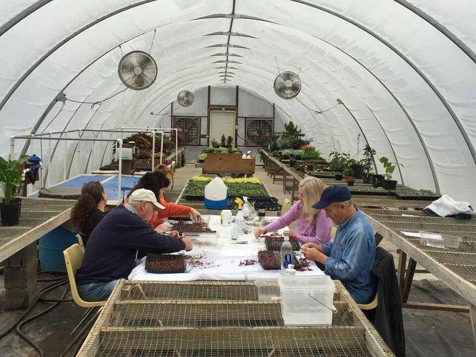 Master Gardeners Working In Greenhouse